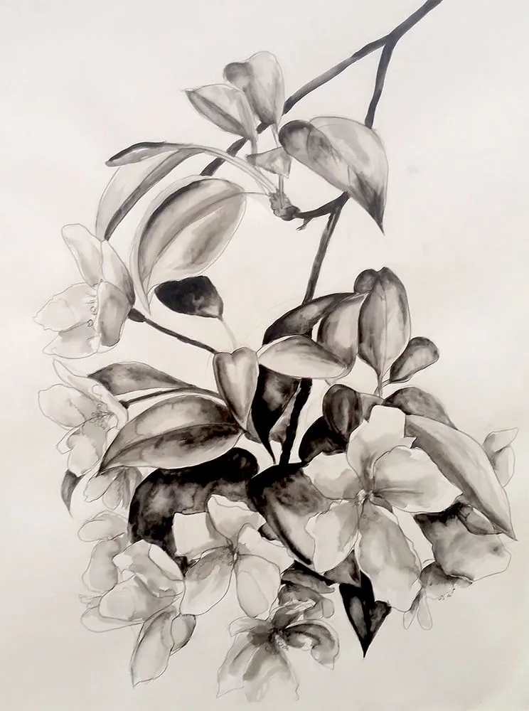 Cherry Blossom, 2015 water soluble graphite, 36 x 24"