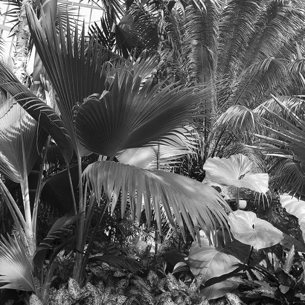 Untitled (Como Conservatory 1), After the Fall of Hmong Tebchaw series, 2017 archival inkjet print, 52.5 x 42", courtesy of artist and Bockley Gallery
