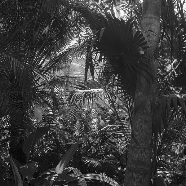 Untitled (Como Conservatory 2), After the Fall of Hmong Tebchaw series, 2017 archival inkjet print, 52.5 x 42", courtesy of artist and Bockley Gallery