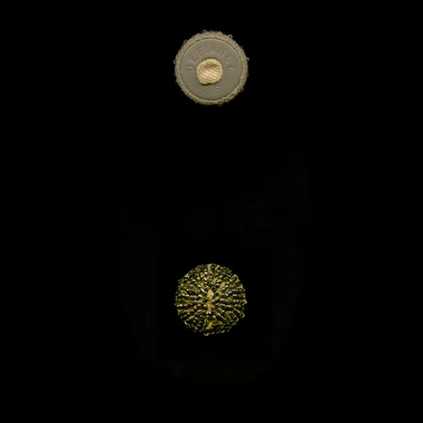 Anna's handmade DEFIANCE button archival pigment print, 8.5 x 5", 2015
