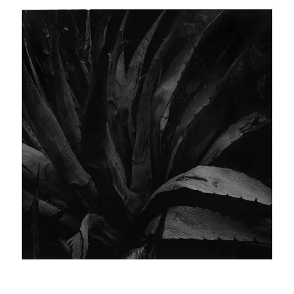 Amina Cruz "Untitled," fiber gelatin print, 17" x 11”