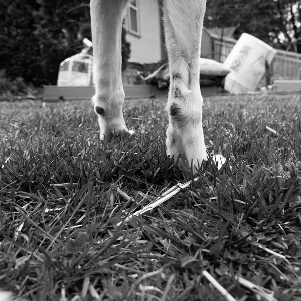 MaryJane F. Eischen She goes outside 5, 2019 | inkjet photograph, 5x7", NFS