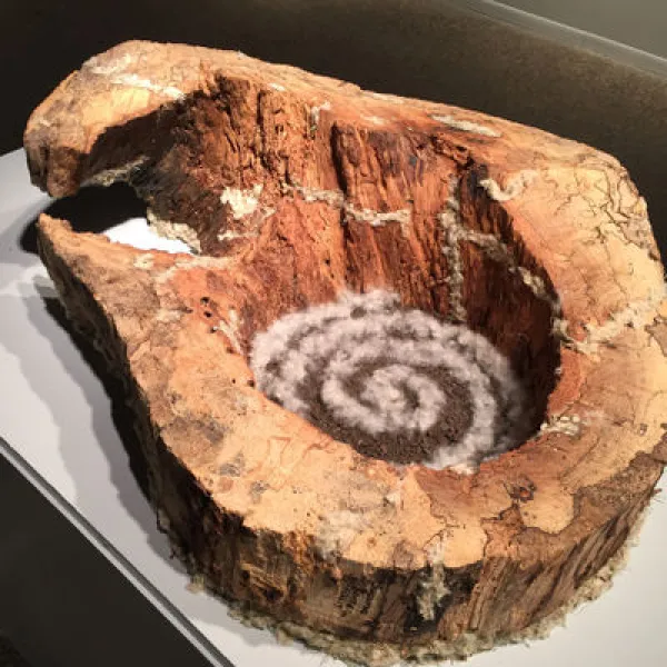 Suzanne Runte Healing Nature, Maple tree, seed, soil & "cotton" from Cottonwood tree, 25.5 x 10 x 22.5"