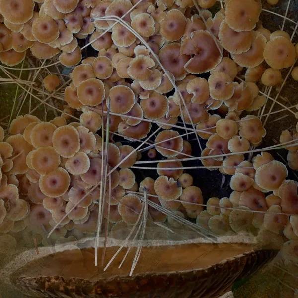 Jo-Anne Reske Kirkman "Offering," photograph, 24" x 18"