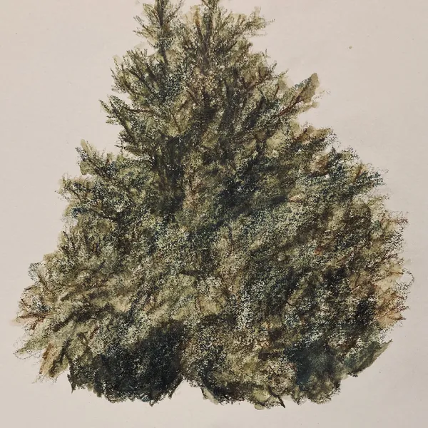 The top of a tree, with no trunk.