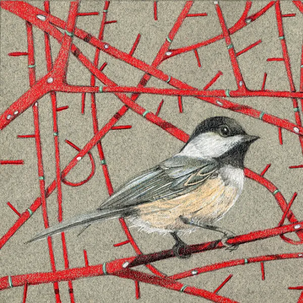 A chickadee on a red leafless branch, surrounded by many other red leafless branches.