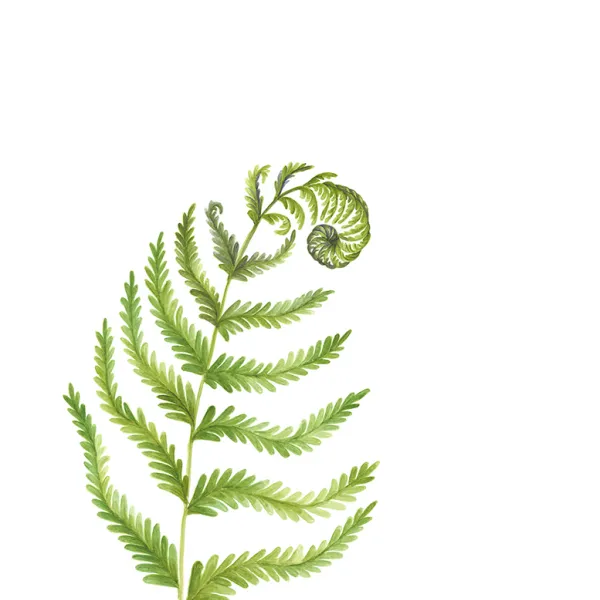 One frond of a fern, upright, curled at the top.