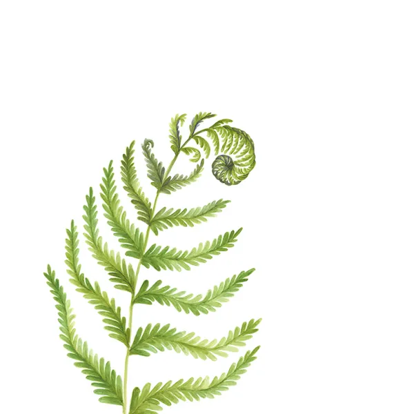 Anna Rosenthal, Fern 1, 2015, digital reproduction of original watercolor painting on paper, 12 x 10" One frond of a fern, upright, curled at the top.