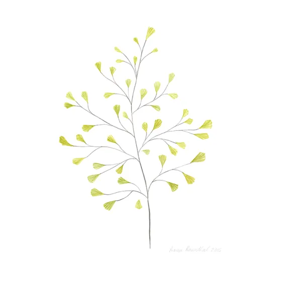A small, delicate kind of fern that's shaped like a tree with a small yellow leaf at the end of each "branch".