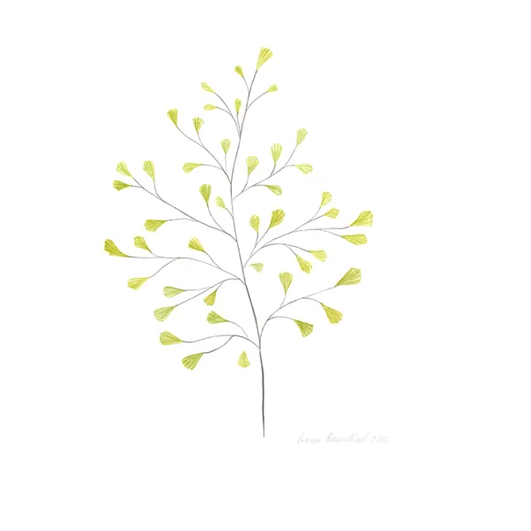 Anna Rosenthal, Fern 2, 2015, digital reproduction of original watercolor painting on paper, 12 x 10" A small, delicate kind of fern that's shaped like a tree with a small yellow leaf at the end of each "branch".
