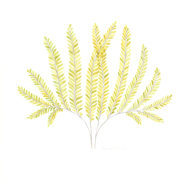 Several delicate fern fronds, upright, with yellow leaves.