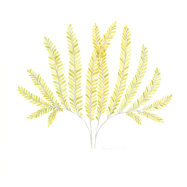× Anna Rosenthal, Fern 3, 2015, digital reproduction of original watercolor painting on paper, 12 x 10" Several delicate fern fronds, upright, with yellow leaves.