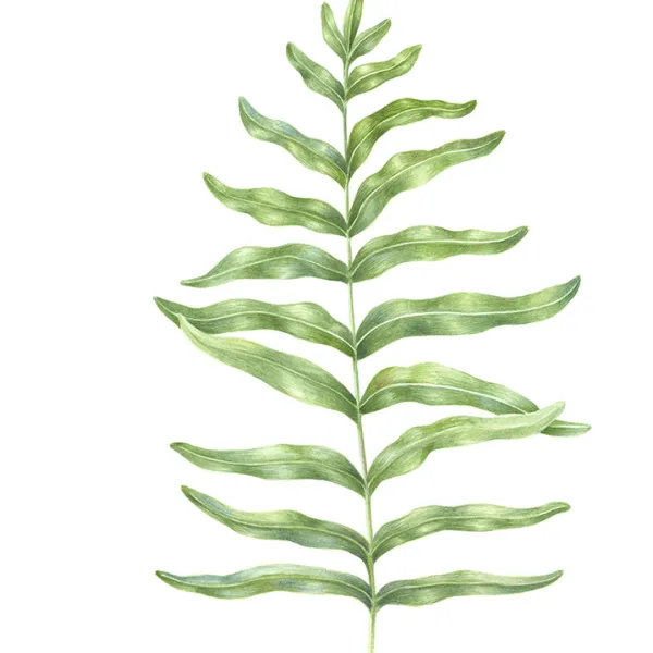 × Anna Rosenthal, Fern 4, 2015, digital reproduction of original watercolor painting on paper, 12 x 10" One frond of a fern, upright.
