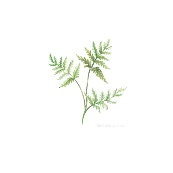 Anna Rosenthal, Fern 5, 2015, digital reproduction of original watercolor painting on paper, 12 x 10" One small green fern with three branches.