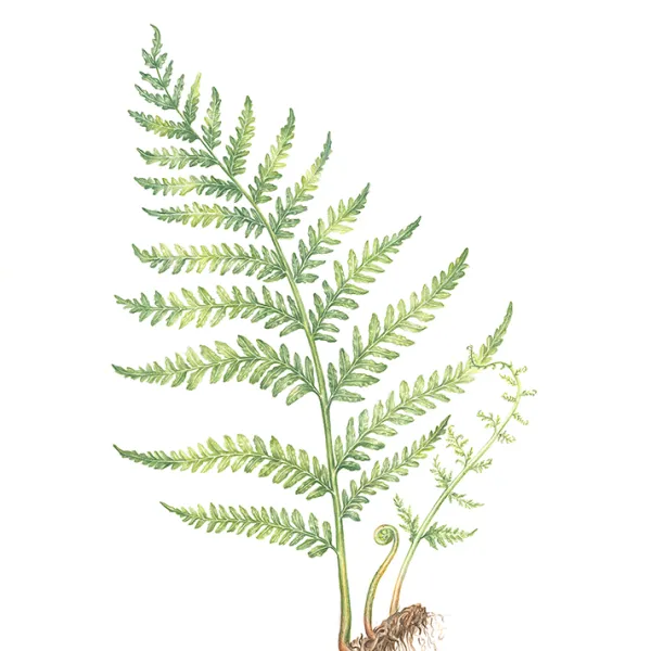 × Anna Rosenthal, Fern 6, 2012, digital reproduction of original watercolor painting on paper, 12 x 10" One frond of a fern, upright.