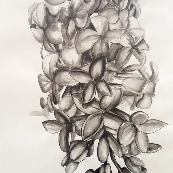 Lilac, 2015 Sarah Borgen, water soluble graphite, 36 x 24"