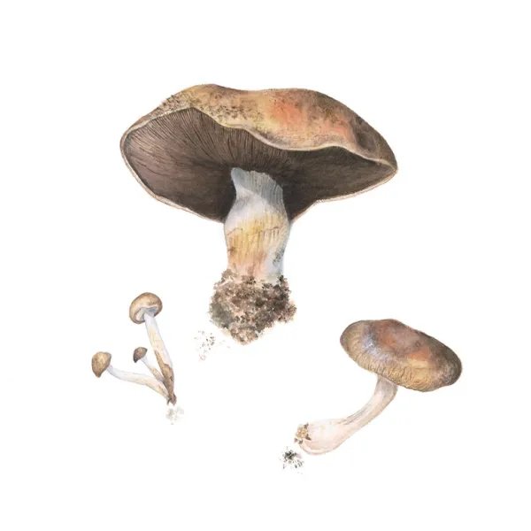 One large mushroom, one medium-sized one, and three small ones.