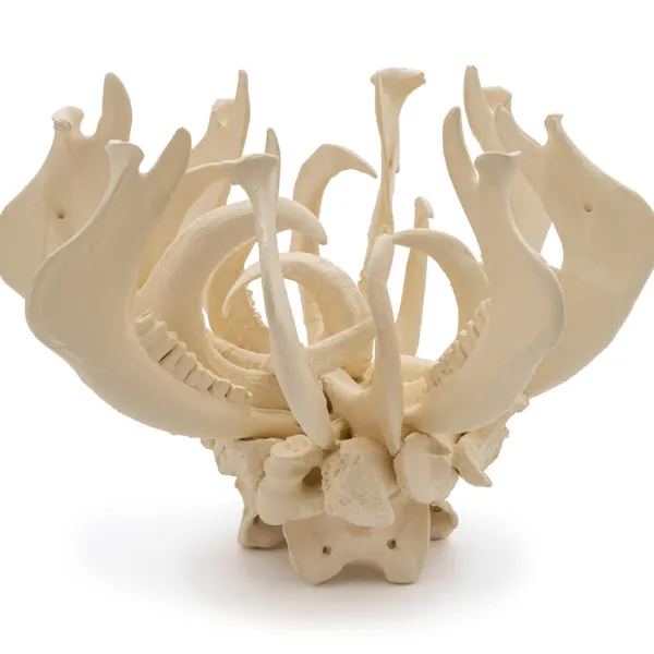 Judy Onofrio, By the skin of my teeth, 2019, bones, cast bones, acrylic paint, photo credit: Rik Sferra Bowl-shaped sculpture made of jawbones.