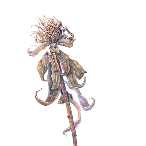 × Anna Rosenthal, Seedpod, 2014, digital reproduction of original watercolor painting on paper, 10.5 x 8.5" A seedpod, upright.