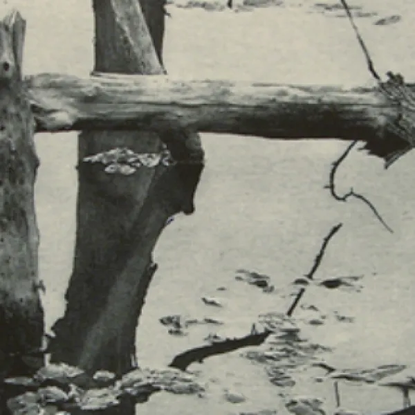 Trees and Water I (detail) by Kathy McGhee