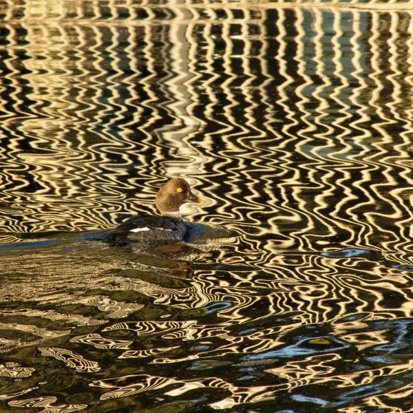 Mesmerized With Golden Eyes Allison Boettcher, 2024, Digital Photography, 11x17
