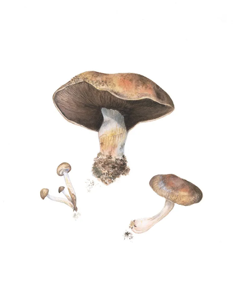 Mushrooms, 2012